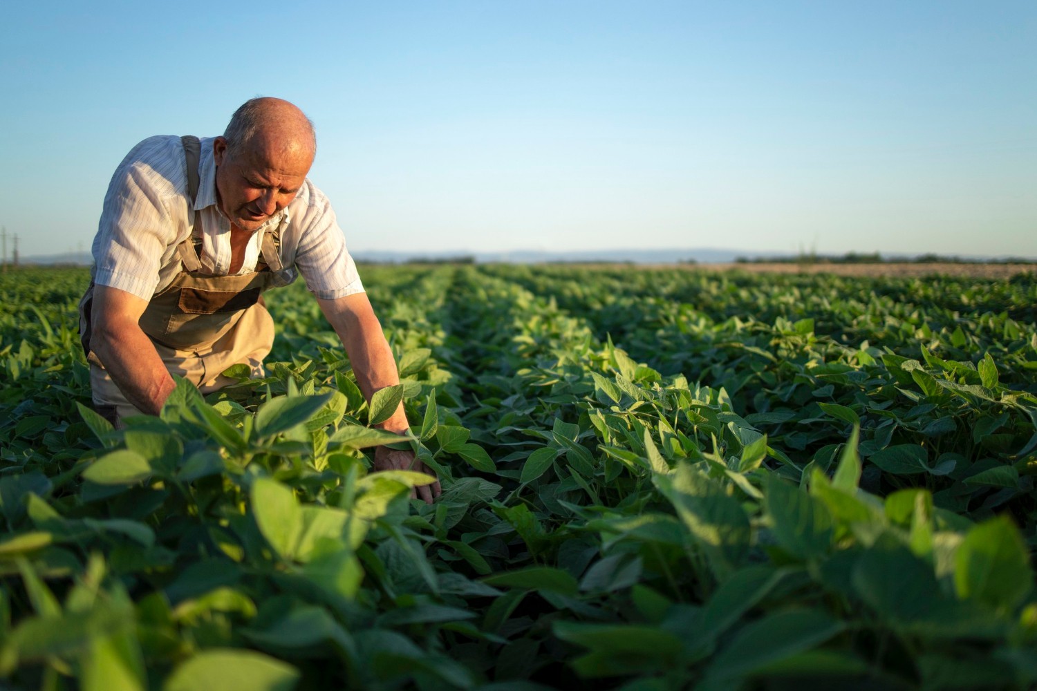 Cómo mejorar la productividad agrícola