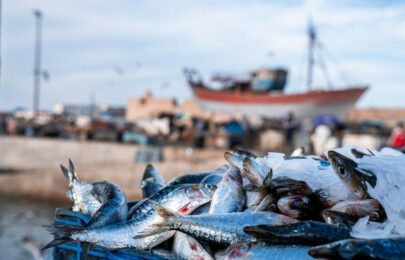 Pesca en otoño en Huelva y provincia