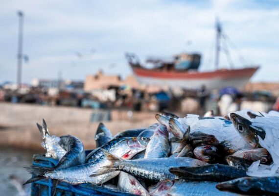 Pesca en otoño en Huelva y provincia