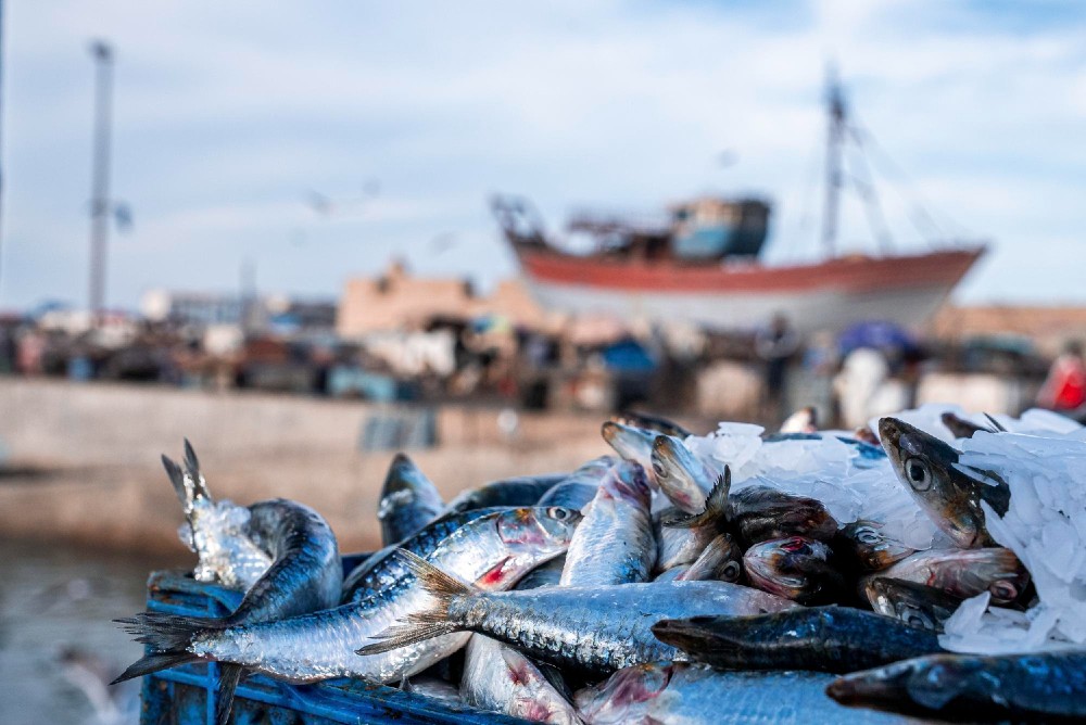 pesca en huelva en otoño