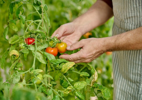 ¿Cómo aumentar la producción en los cultivos?