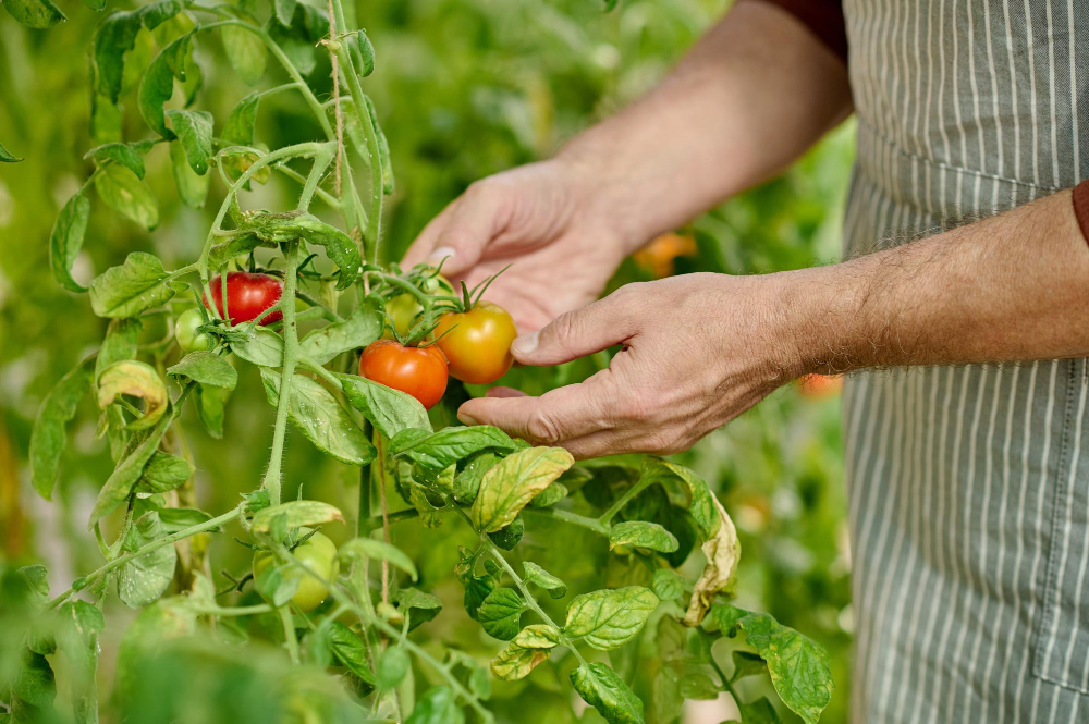 ¿Cómo aumentar la producción en los cultivos?