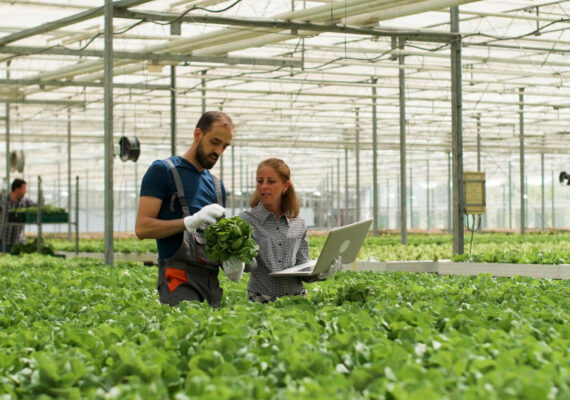 Tipos de sistemas de producción agrícola