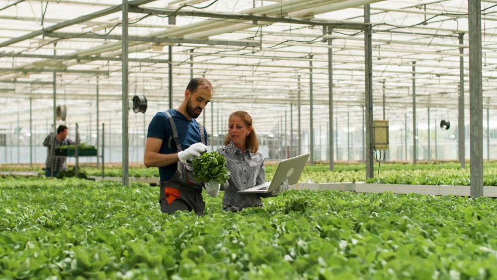 Tipos de sistemas de producción agrícola