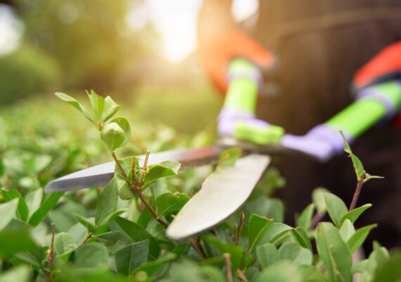 Importancia de podar las plantas y árboles