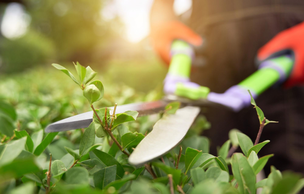 Importancia de podar las plantas y árboles