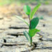 Consejos para combatir la sequía en la agricultura