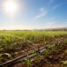 Ola de calor: cómo mitigar su impacto en los cultivos